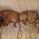 Chevy on the left, our dog Shillelagh on the right